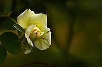 ������õ�廨������д