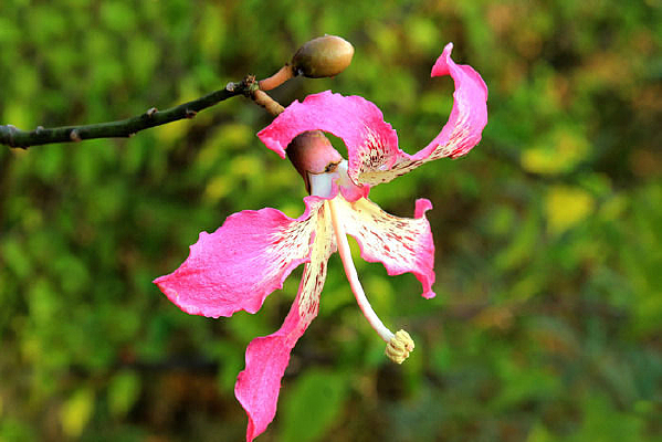 ��ľ�޻�����д