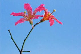 ��ľ���ʻ�