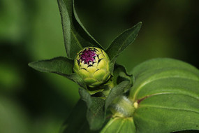 ���ղݻ���