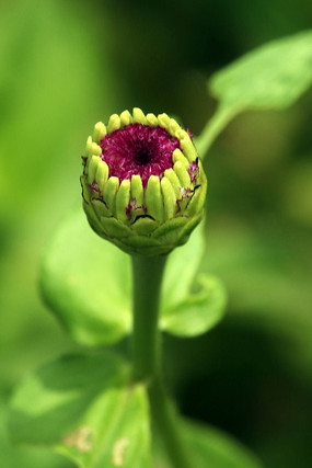 ���ղݻ���