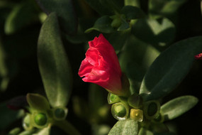 �뿪�ĺ�����ǲ˻�