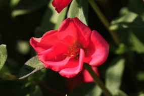 �뿪�ĺ����ǲ˻�