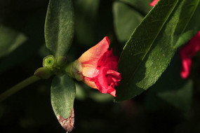 �뿪�����ǲ˻�