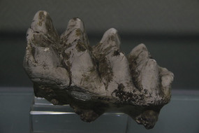 ������������ݻ�ʯ