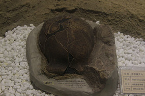 ����ֱ����ͷ�ǹǻ�ʯ