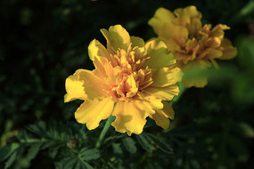 ��������پջ�