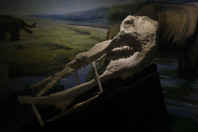 �����������ʯ