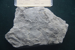 ���β���Ҷ��ʯ