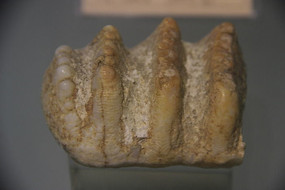 �������������ݻ�ʯ