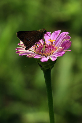 ������۰��ղݻ�