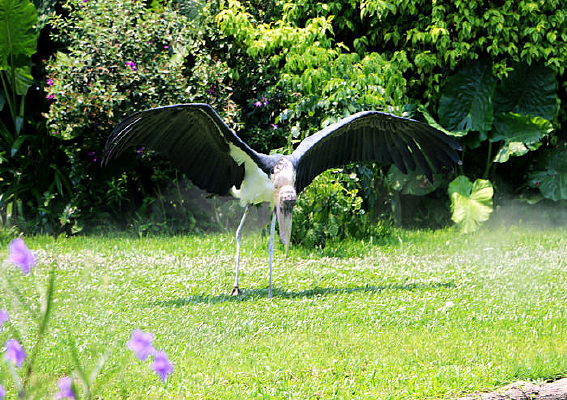 ����չ��