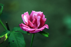 �ۺ�뿪�¼���