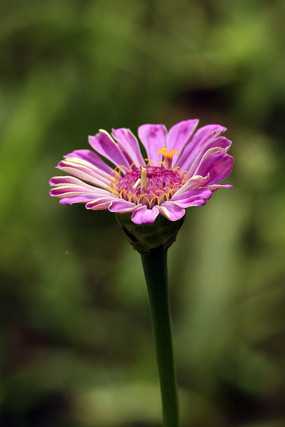 ��ɫ�뿪�ķ۰��ղݻ�