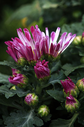 粉色侧面半开菊花