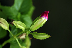 ��ɫ��������