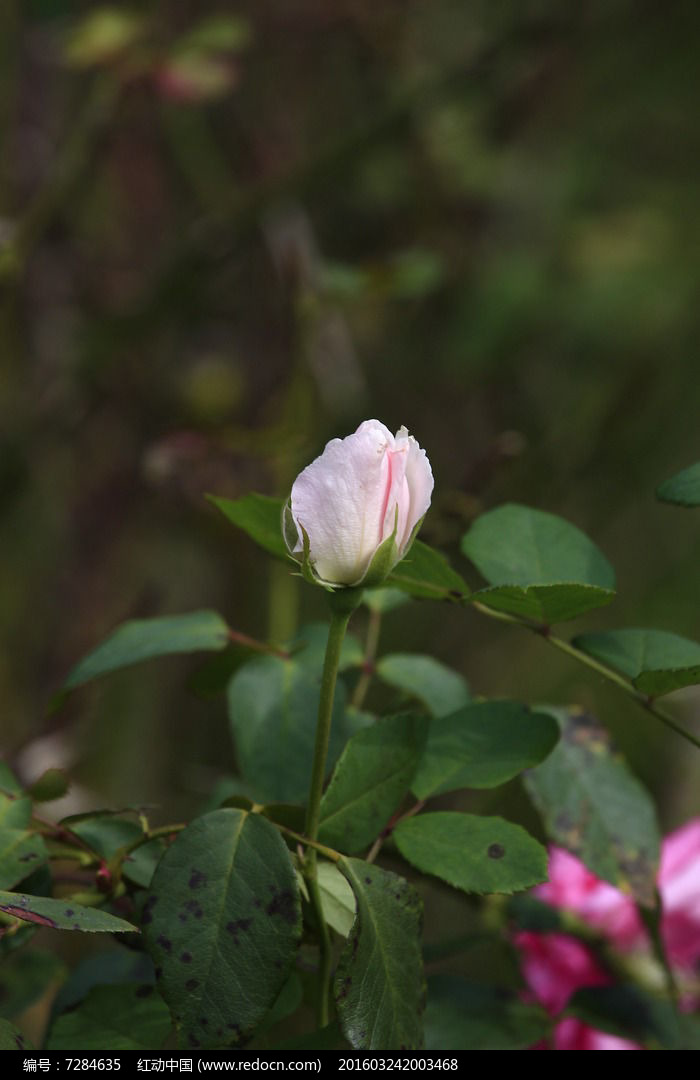 ��ɫ�¼�����ͼƬ