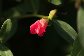 ��뿪�����ǲ˻�