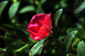 �����ǲ˻�