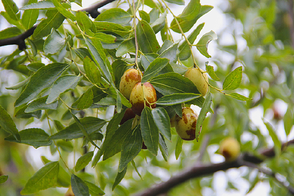 ��ɫ����