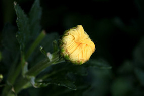 ��ɫ�ջ���