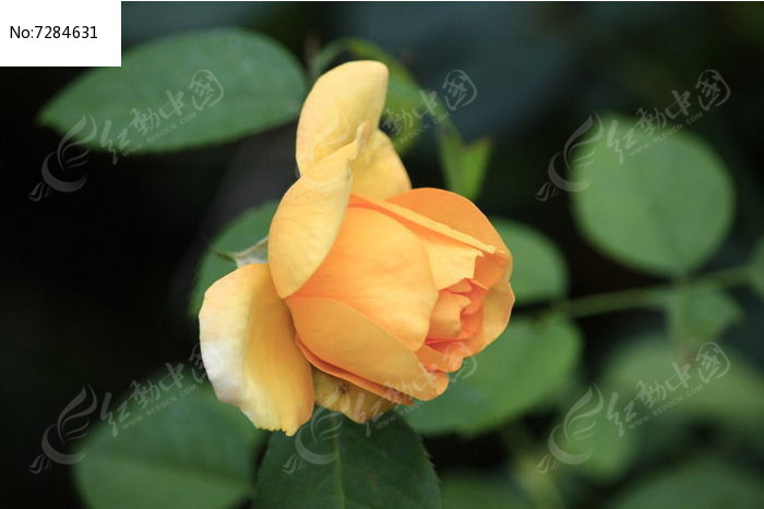 ��ɫ�¼���ͼƬ