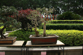 ����С������