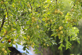 ������԰