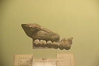 ƽֺݻʯ
