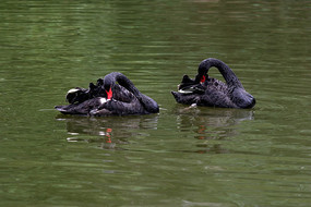 ˮ�еĺ����