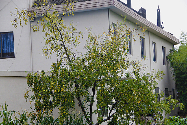 ������֦