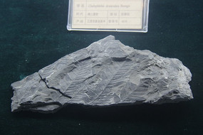 ϸ��֦��ާ��ʯ