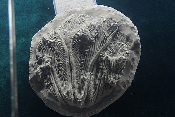 ���Ϻ��ٺϻ�ʯ