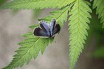 Ҷ���ϵĺ���