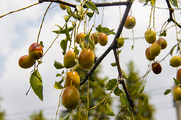 ֦ͷ���˵����