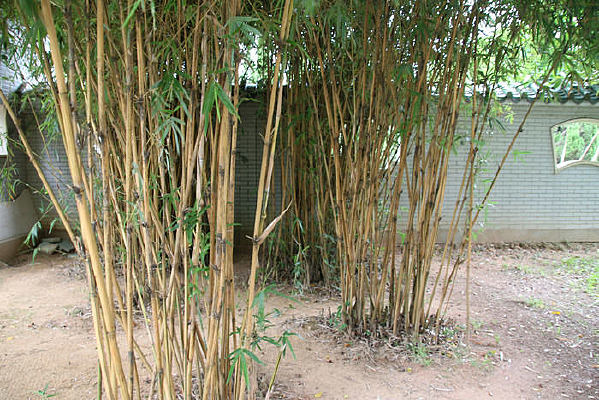 ë�����ַ羰ͼƬ