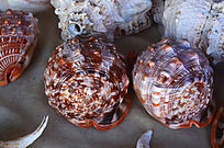 ����װ��Ʒ�ز�ͼƬ