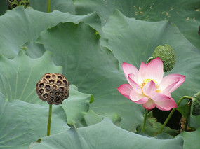 �ɻ���д����ͼƬ