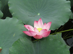 �ɻ���д����