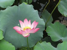 �ɻ���д����ͼƬ