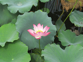 �ɻ���д��Ӱ