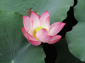 �ɻ���дͼƬ��Ӱ