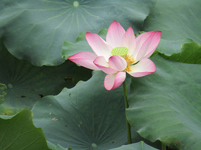 �ɻ���д����