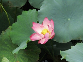 �ɻ�ͼƬ��д