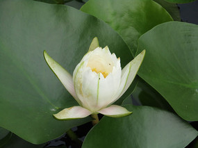 ˯