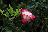 ����¼���