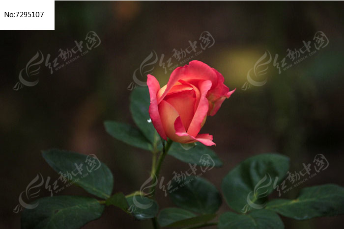 ��ɫ���¼���ͼƬ