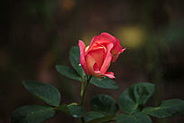 ��ɫ���¼���