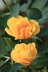 ��ɫ�뿪���¼���