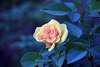 ��ɫ�İ뿪���¼���